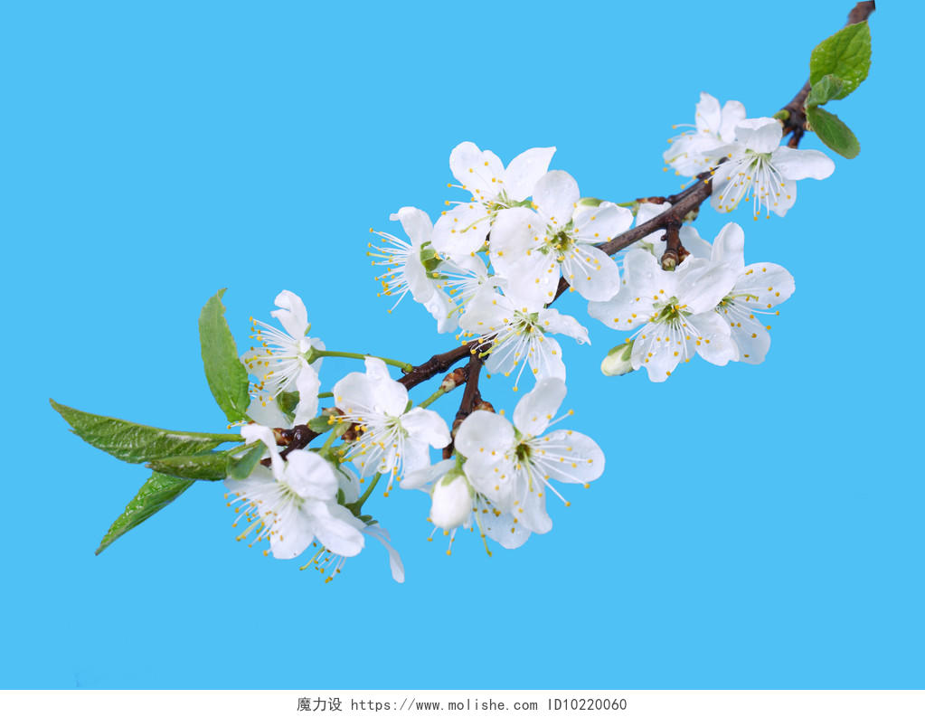 孤立在蓝色背景上的樱花传统二十四节气24节气春分